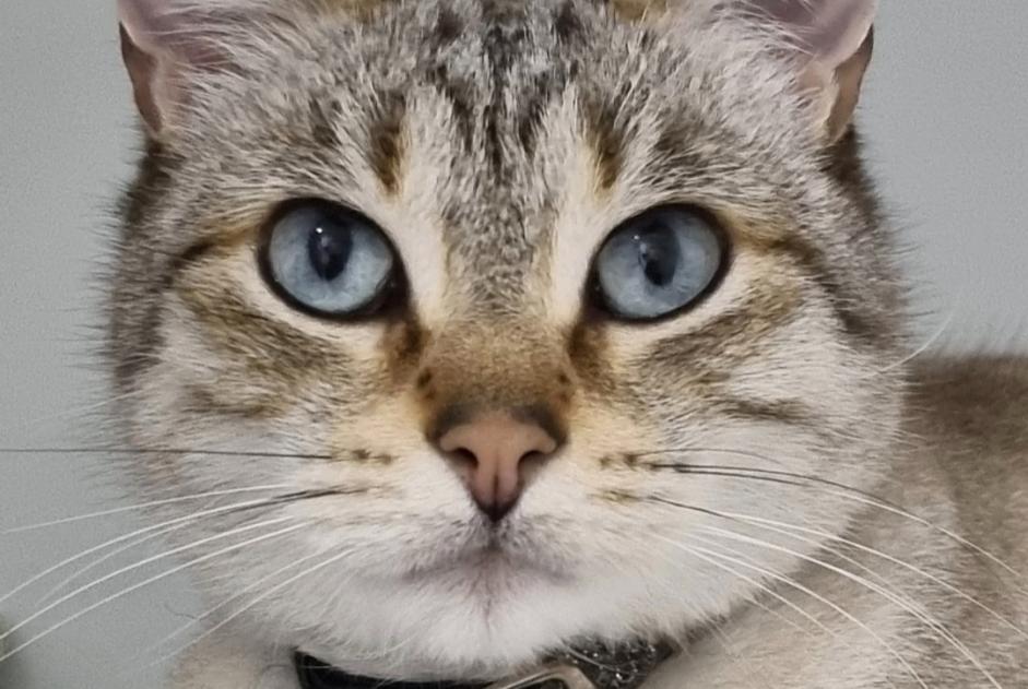 Vermisstmeldung Katze rassenmischung Weiblich , 8 jahre Saint-Denis Frankreich