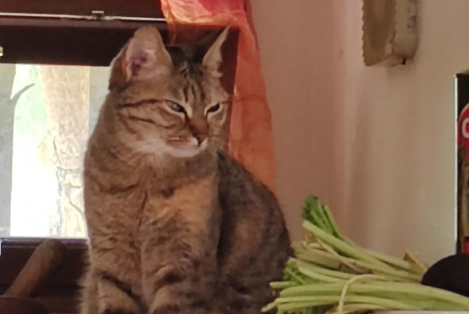 Vermisstmeldung Katze Weiblich , 5 jahre Allauch Frankreich
