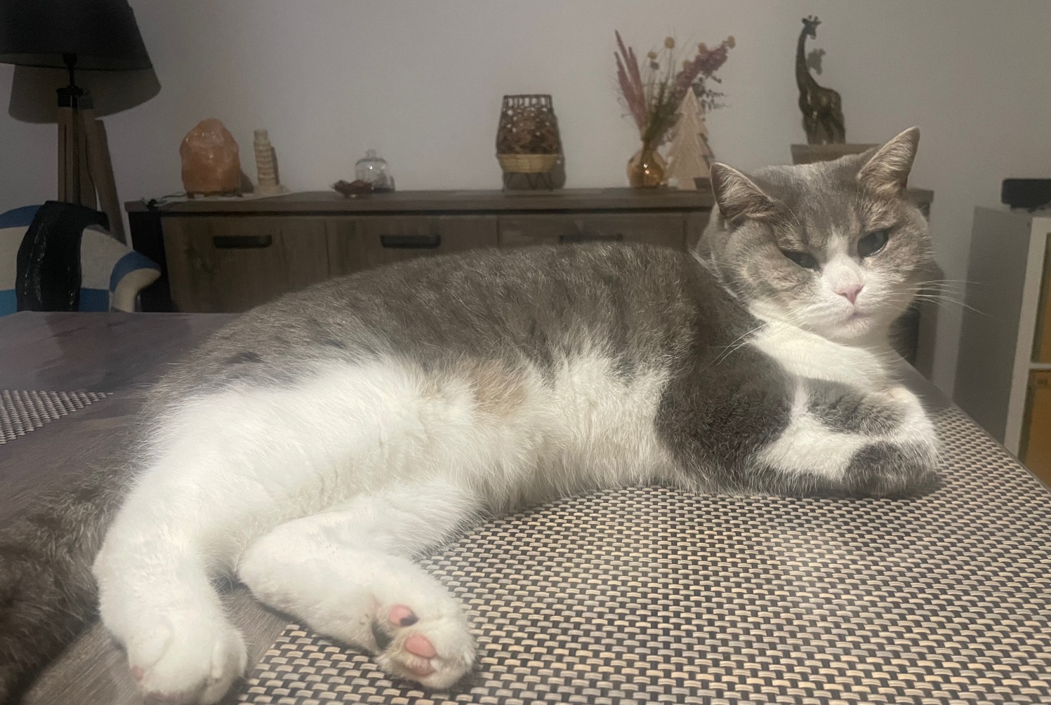 Vermisstmeldung Katze  Weiblich , 3 jahre Saint-Étienne Frankreich