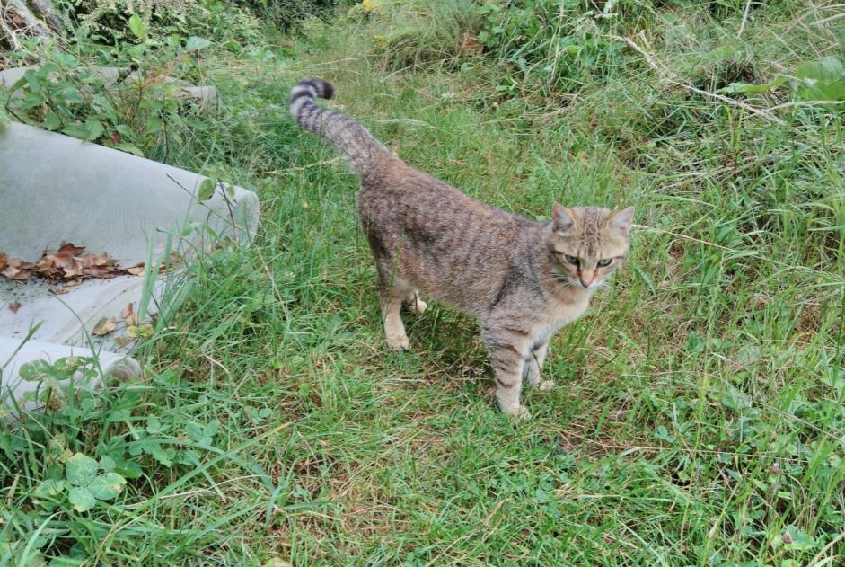 Vermisstmeldung Katze  Weiblich , 3 jahre Panissières Frankreich