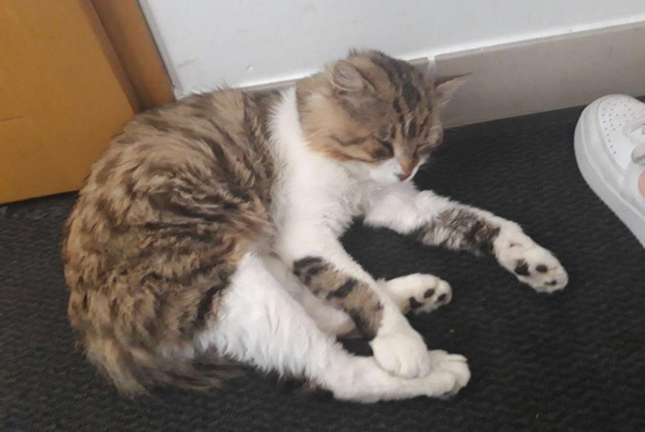 Vermisstmeldung Katze Männliche , 4 jahre Saint-Georges-de-Baroille Frankreich