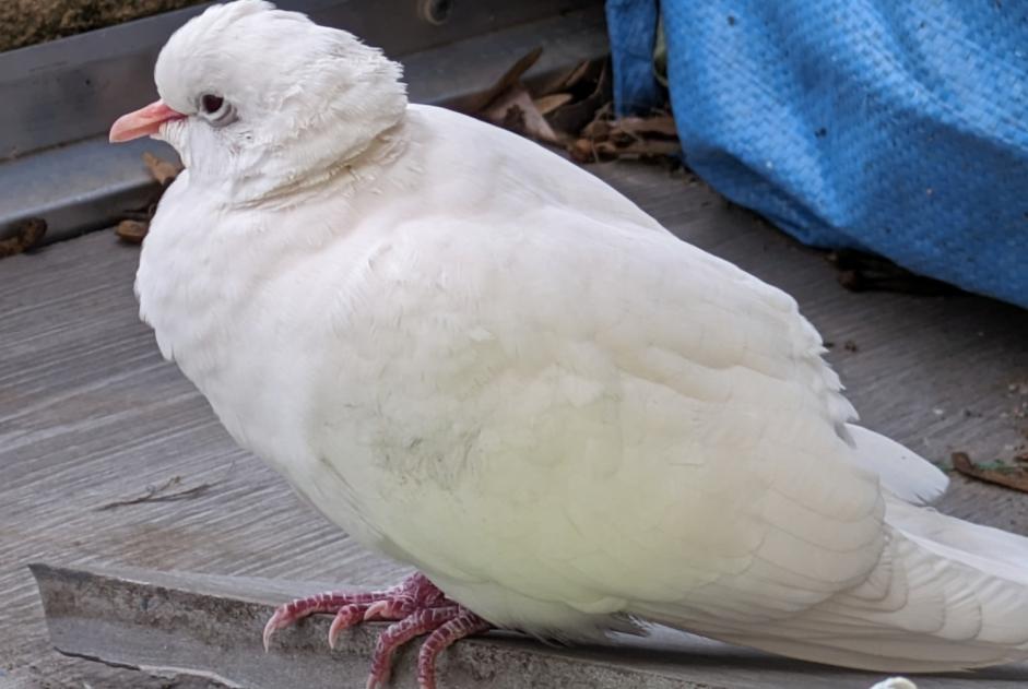 Fundmeldung Vogel Unbekannt Saint-Étienne Frankreich
