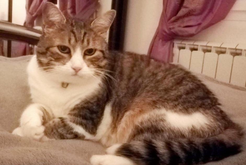 Disappearance alert Cat Female , 5 years Andrézieux-Bouthéon France