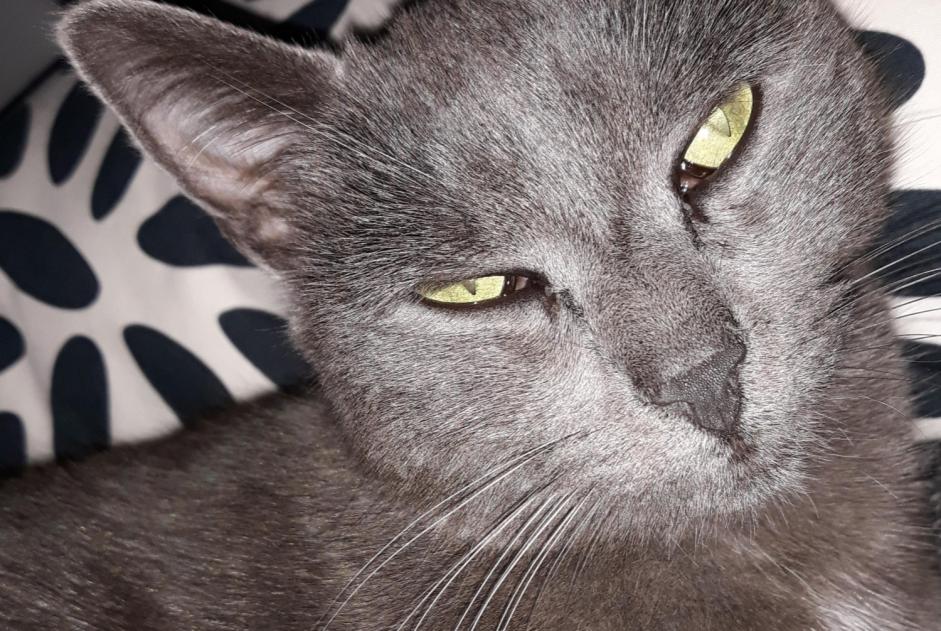 Disappearance alert Cat Female , 10 years Saint-Marcellin-en-Forez France Disappearance alert Cat Female , 10 years Saint-Marcellin-en-Forez France