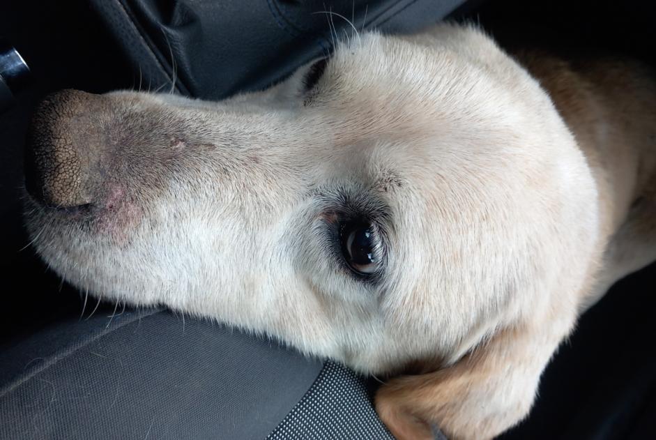 Discovery alert Dog  Male Veauchette France