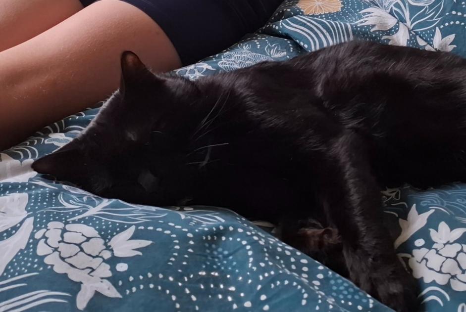 Alerta de Desaparición Gato Macho , 2 años Vougy Francia