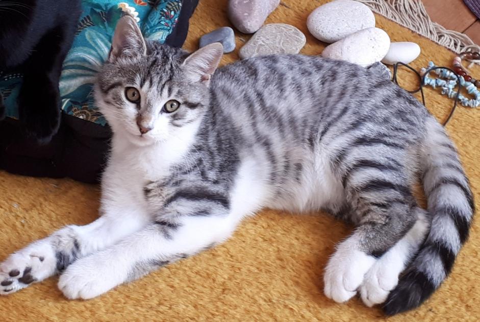 Alerte Disparition Chat croisement Mâle , 1 ans Panissières France