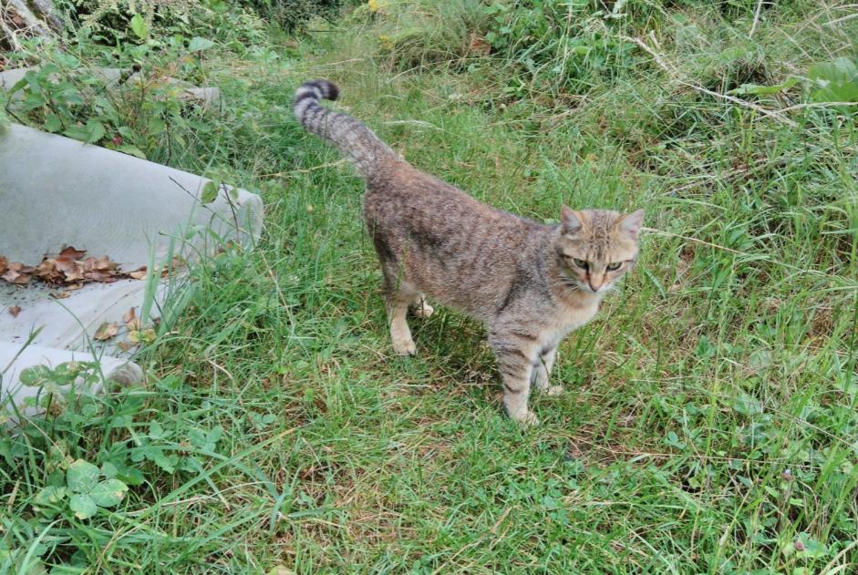 Alerte Disparition Chat  Femelle , 3 ans Panissières France