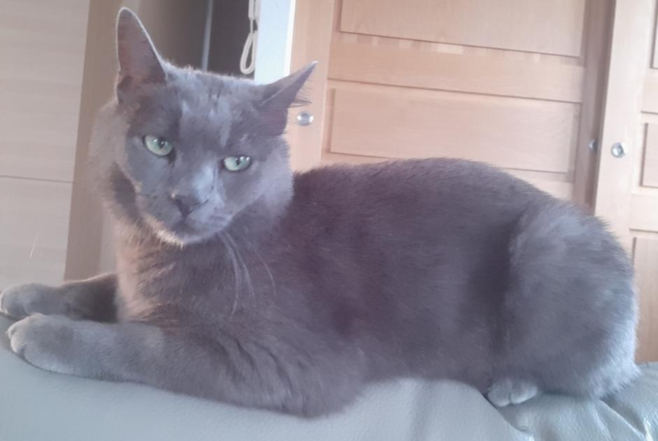 Alerte Disparition Chat Mâle , 4 ans Saint-Vincent-de-Boisset France