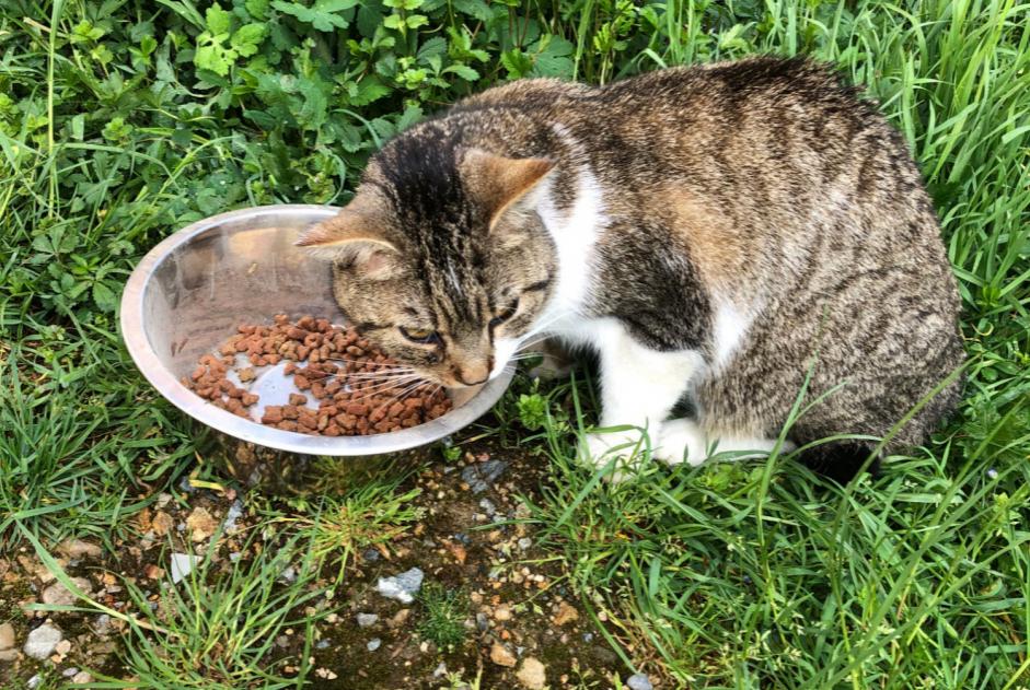 Alerte Découverte Chat croisement Mâle , 3 ans Sail-sous-Couzan France Alerte Découverte Chat croisement Mâle , 3 ans Sail-sous-Couzan France