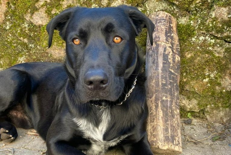 Alerte Disparition Chien croisement Mâle , 1 ans Cervières France