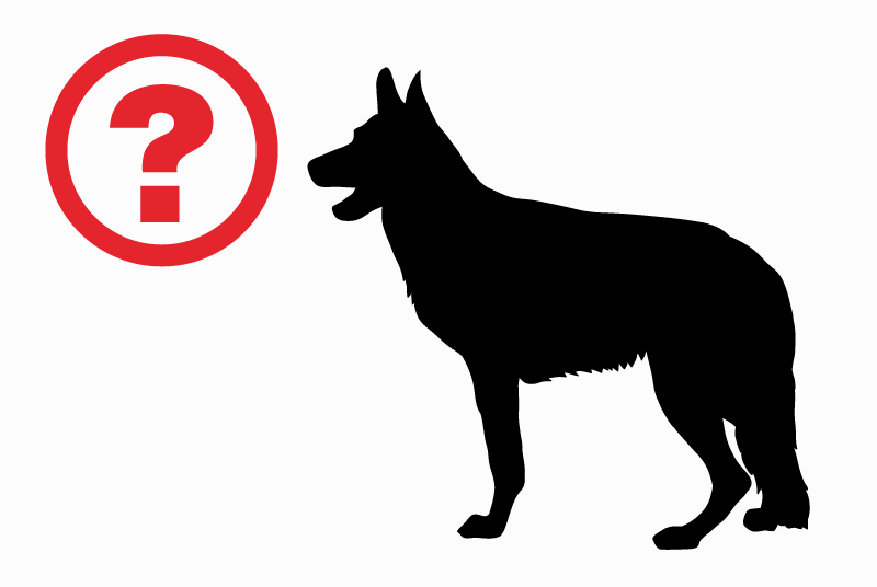 Alerte Découverte Chien Mâle Saint-Étienne France