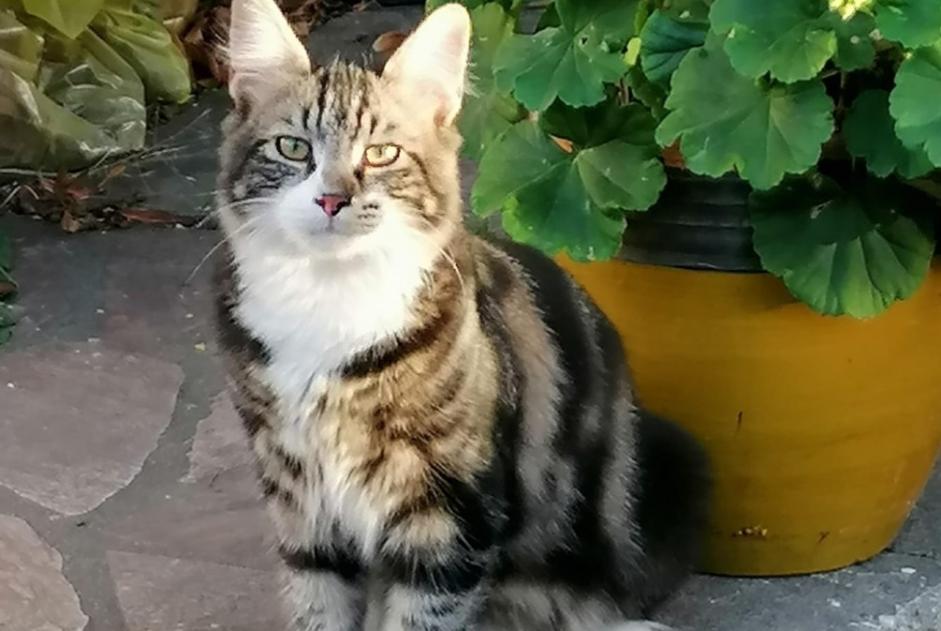 Avviso scomparsa Gatto incrocio di razze Maschio , 0 anni Lorette Francia