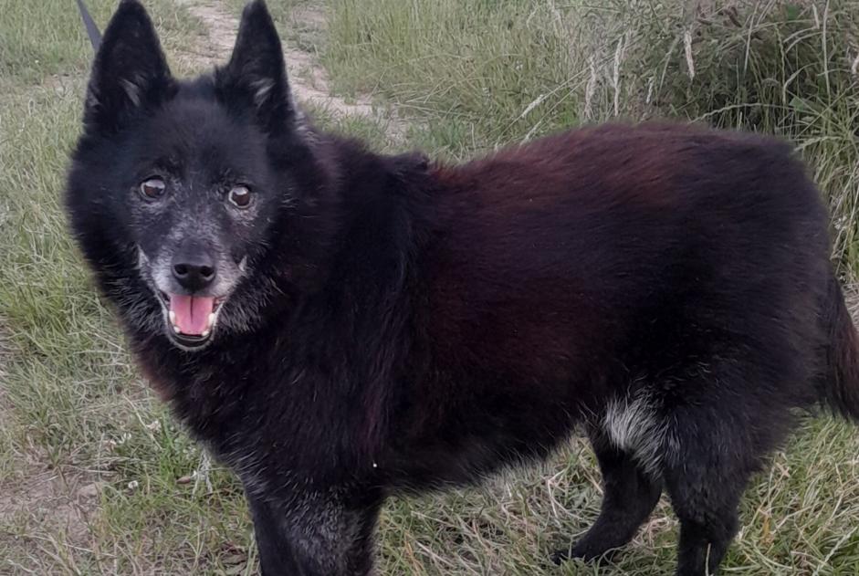 Ontdekkingsalarm Hond rassenvermenging Vrouwtje Maclas Frankrijk
