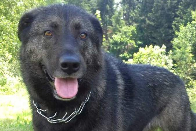 Verdwijningsalarm Hond rassenvermenging Mannetje , 6 jaar Rozier-en-Donzy Frankrijk