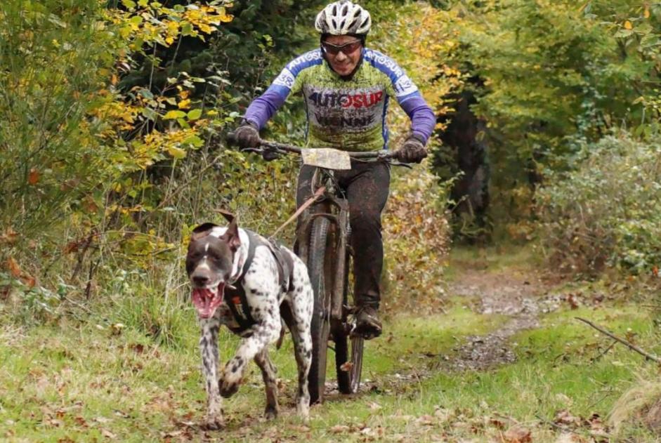 Verdwijningsalarm Hond  Mannetje , 6 jaar Chavanay Frankrijk